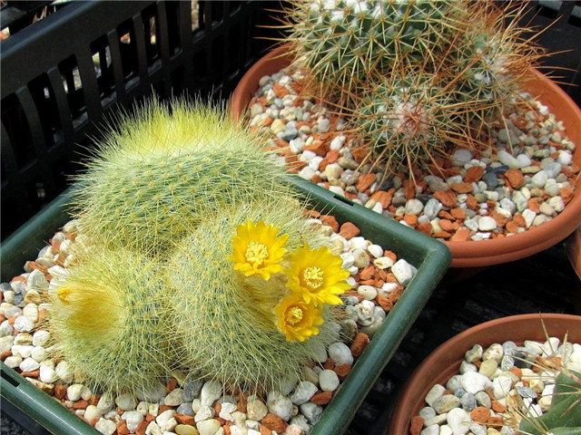 Parodia Chrysacanthion